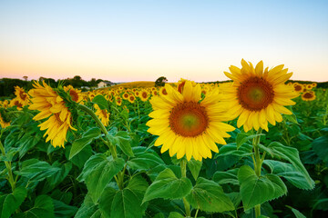 Sunflower Field at dawn