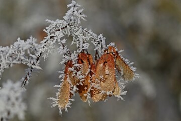 Samenstand eines Ahorns mit Raureif