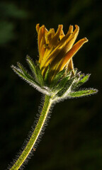 close up of a yellow flower