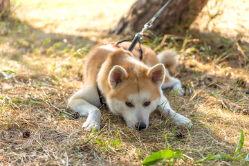 Naklejka na ściany i meble a dog of the Shiba inu breed of red color lies sad on the ground attached on a leash in summer on a sunny day