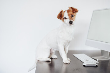 cute small jack russell dog working on computer at home office. Pets indoors and technology