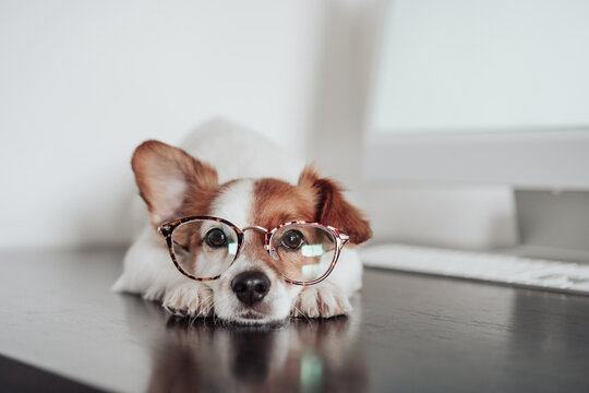 cute jack russell dog wearing eye wear working at home office on computer. Technology and pets indoors