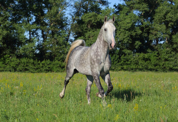 Dapple-grey Andalusian horse walks in the summer green meadow 