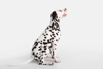 Funny Dalmatian dog sitting on white background