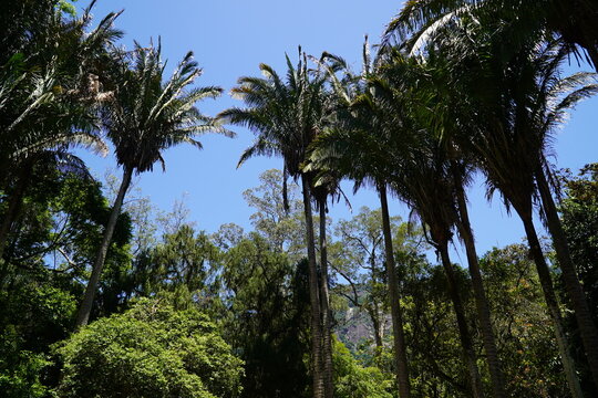Jaci Amazon oil palm trees, Yagua palm, Attalea butyracea, arecaceae. Brasil, South America.