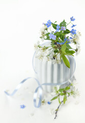 Spring blossiming cherry twigs and blue forget-me-not flowers in a vase on white background