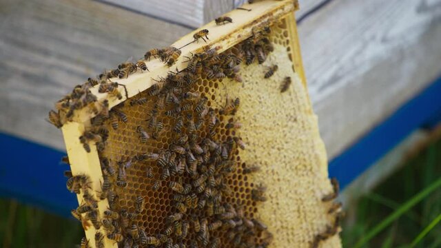 Swarm of bees on a wooden frame with honeycomb. Lots of honey bees roaming on the frame with honeycomb. Close up.