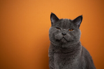 british shorthair blue cat making funny face looking angry or suspicious portrait on orange...