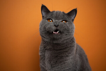 british shorthair blue cat making funny face looking angry or upset with mouth open on orange...