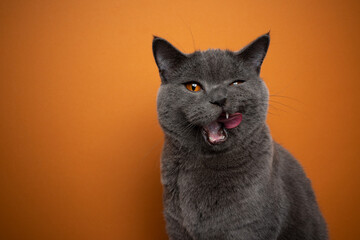 hungry british shorthair blue cat with mouth open licking lips looking at camera on orange...