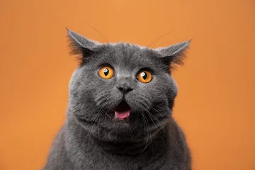 Tuinposter british shorthair cat with orange eyes funny face portrait looking shocked on orange background © FurryFritz