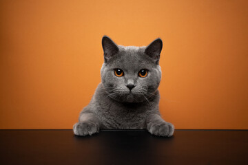 cute british shorthair blue cat with orange eyes rearing up leaning on black table on orange...