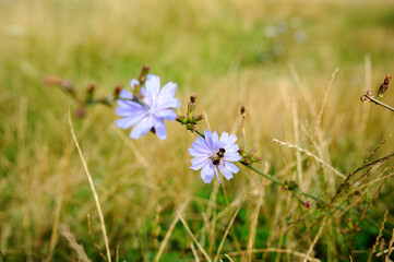 Obraz premium violet flowers with bee in the field on the background of the road
