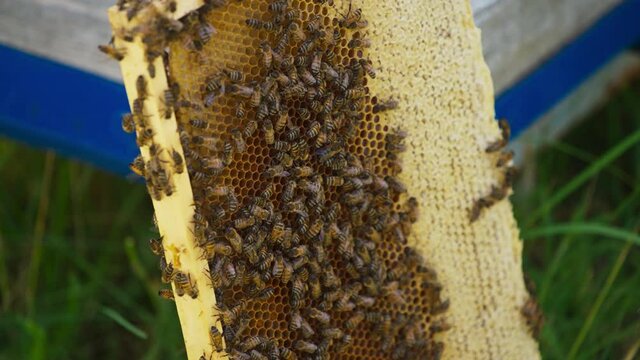 Honey bee brood roaming over the honey frame. Bee keeping farm on harvesting season. Close up.