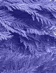 Winter coniferous thuja branches detail purple tone background