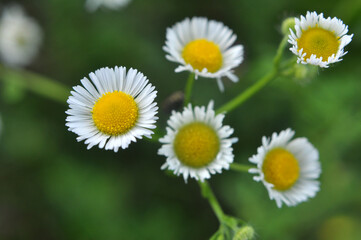 Fototapeta premium In the meadow, blooms in the wild Erigeron annuus