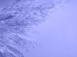 Trendy purple color botanical background with pampas grass