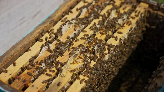 Few honey frames stacked inside the bee house. Brood of bees working inside the bee hive. Close up.