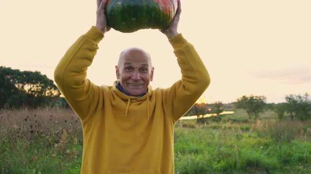 Old grey-haired farmer with bald patch in yellow hoodie and jeans raises heavy pumpkin above head and smiles standing in garden closeup