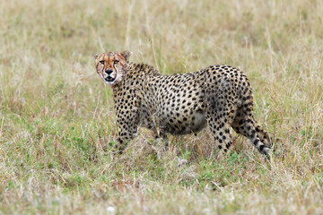 Cheetah - Acinonyx jubatus  large cat native to Africa and central Iran, fastest land animal, variety of habitats savannahs, arid mountain ranges and hilly desert terrain in Iran, full belly