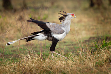 Secretarybird or Secretary Bird - Sagittarius serpentarius large, mostly terrestrial bird of prey,...