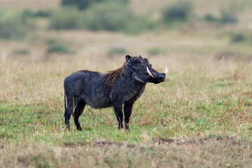Fototapeta premium Common Warthog - Phacochoerus africanus wild member of pig family Suidae found in grassland, savanna, and woodland, warthog pig in savannah in Africa. Black pig on green grass in Masai Mara Kenya