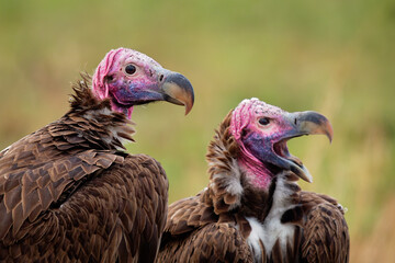 Lappet-faced Vulture or Nubian vulture - Torgos tracheliotos, Old World vulture belonging to bird order Accipitriformes, pair two scavengers feeding on the carcass in Masai Mara Kenya, face to face.