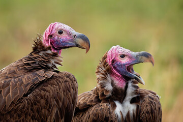 Lappet-faced Vulture or Nubian vulture - Torgos tracheliotos, Old World vulture belonging to bird...
