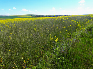 Obraz premium Farbenfrohe Frühlings-Landschaft in der Osteifel bei Polch auf dem Premiumwanderweg Traumpfädchen Paradiesweg Polch.