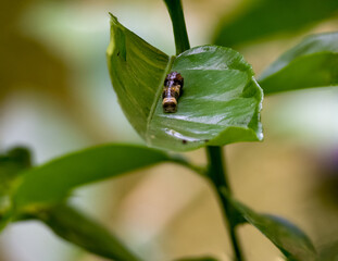 Fotografia Macro de un gusano sobre hojas de limon.