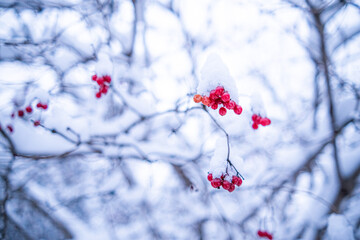 red berries in snow