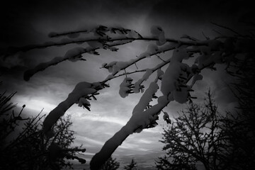 snow covered tree branch against cloudy sky