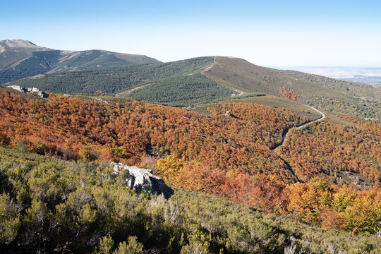 Landscape view of forests in autumn. Hayedo de la Pedrosa, Segovia, Castilla Leon, Spain