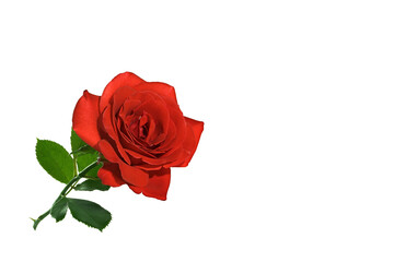 Beautiful red rose close up isolated on white background