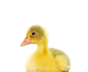 duckling isolated on white