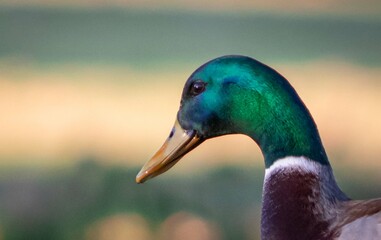 Pato