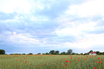 Poppy field, Field of wild poppies on the blue sky horizon. Poppy flower background