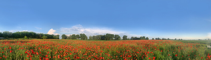 Fototapeta na wymiar Banner. Poppy flower, Field of wild poppies on the blue sky horizon. Red poppy flower background
