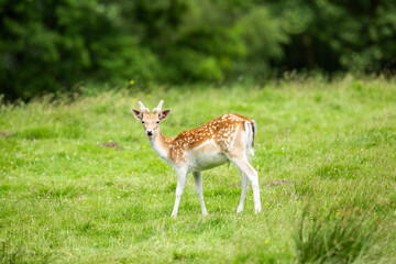 young fallow deer in vibrant green parkland