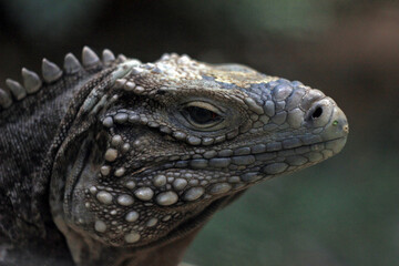 Profile of Cuban rock iguana (Cyclura nubila) in Prague zoo, Czech republic