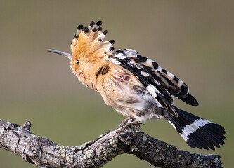 A bird (hoopoe) on its perch © Fernando