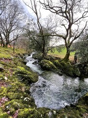 Beautiful Stream With Overlooking Trees