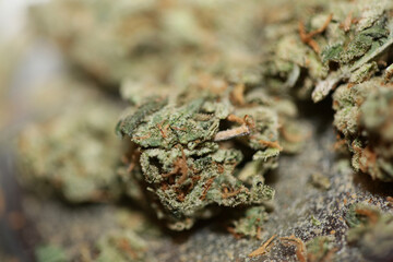 Cannabis sativa fresh big bud family cannabaceae close up modern background high quality big size prints