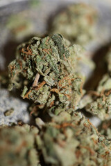 Cannabis sativa fresh big bud family cannabaceae close up modern background high quality big size prints Geplante Cannabislegalisierung sorgt für gemischte Reaktionen Επίσκεψη