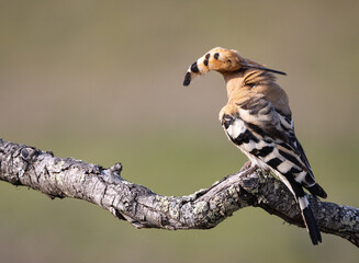 A bird (hoopoe) on its perch