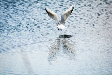 Black-headed gull takes off from the water