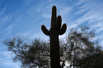 sun behind a saguaro cactus in the sky