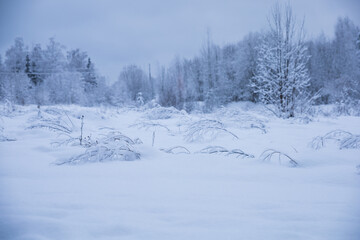 Snowy field with snow-covered bushes