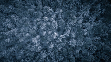 Forest, winter, wallpaper, dji mavic
