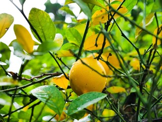 lemon on branch